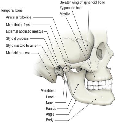 thumbs/Bones of Parotid Region.jpeg.jpg